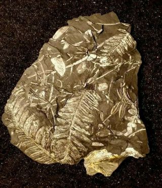 6×6.  5 " Museum Quality,  Double Sided White Carboniferous St Clair Pa Fern Fossil