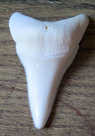 1.  955 " Lower Nature Modern Great White Shark Tooth (teeth)