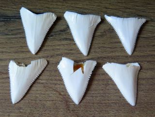 6 Group Lower Nature Modern Great White Shark Tooth (teeth)