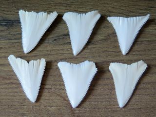 6 Group Lower Nature Modern Great white shark tooth (teeth) 2