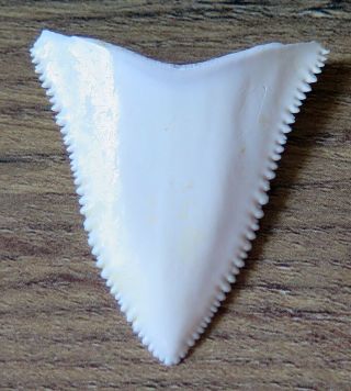1.  685 " Upper Principle Nature Modern Great White Shark Tooth (teeth)