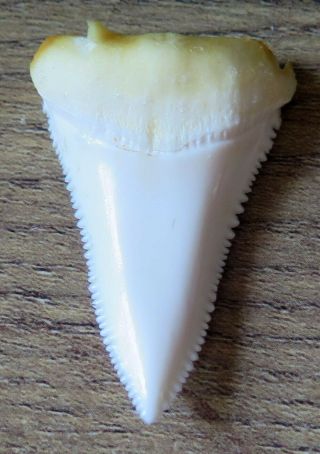 1.  636 " Lower Nature Modern Great White Shark Tooth (teeth)