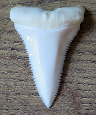 1.  590 " Lower Nature Modern Great White Shark Tooth (teeth)