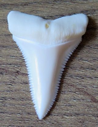 1.  567 " Lower Nature Modern Great White Shark Tooth (teeth)