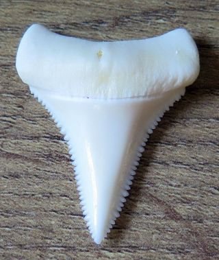 1.  369 " Lower Nature Modern Great White Shark Tooth (teeth)