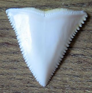 1.  366 " Upper Nature Modern Great White Shark Tooth (teeth)