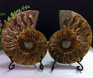 319g Natural A Ammonite Ancient Fossils Slice Nautilus Jade Shell,  Stand