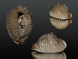 Seashell Cypraea Mus Donmoorei Monster My Best One 64.  7 Mm F,  /gem