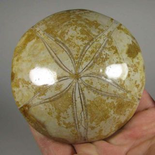 3.  3 " Polished Fossil Sea Urchin Jurassic Period - Sakaraha,  Madagascar