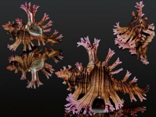 Seashell Murex Chicoreus Palmarosae Fantastic Shell Dark 74.  3 Mm