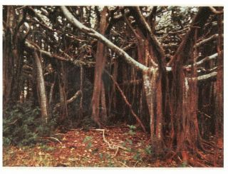 (e 61) Postcard - Australia - Norfolk Island Banyan Tree