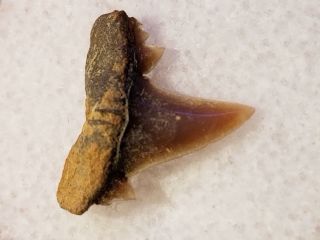 47 Lsr / Fossil Shark Tooth Cretaceous N Sulphur River Tx.  Wolf Fam.  Coll.