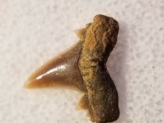 47 LSR / Fossil Shark Tooth Cretaceous N Sulphur River Tx.  Wolf Fam.  Coll. 3