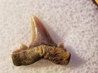 47 LSR / Fossil Shark Tooth Cretaceous N Sulphur River Tx.  Wolf Fam.  Coll. 4