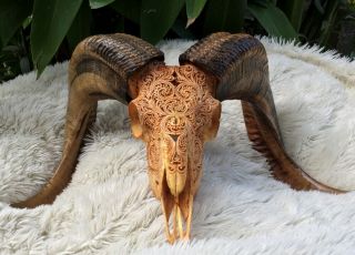Real Hand Carved Goat Ram Skull &horns Taxidermy Buffalo Longhorns Animal Bull