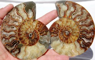 Pair Ammonite Great Crystal Cavities Xxxlarge 4.  7 " Dinosaur Fossil 120mm A3087