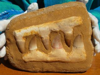 Mosasaur Dinosaur Jaw Section With Teeth Fossil 6.  0 " Inch