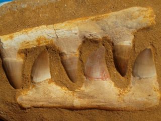 Mosasaur Dinosaur Jaw Section with Teeth Fossil 6.  0 