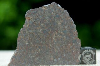 Nwa 12515 L4 Chondrite Meteorite 24.  6g End Cut Packed With Chondrules