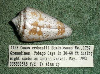 Bl Rfm 65673 Rare & Uncommon Shells Conus Cedonulli Dominicanus Hwass 1792 45