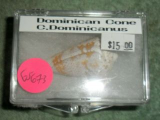 BL RFM 65673 Rare & Uncommon shells Conus cedonulli dominicanus Hwass 1792 45 2