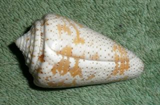 BL RFM 65673 Rare & Uncommon shells Conus cedonulli dominicanus Hwass 1792 45 3