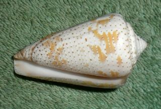 BL RFM 65673 Rare & Uncommon shells Conus cedonulli dominicanus Hwass 1792 45 4