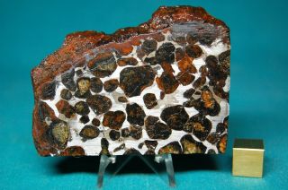 Sericho Pallasite meteorite 105.  5 grams 2