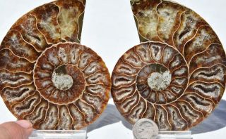 3177 Cut Split Pair Ammonite Deep Crystal Cavity 110myo Dino Fossil 97mm 3.  8 "