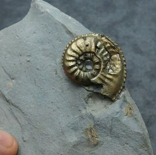 Amaltheus Ammonite Fossil Natural Pyrite Jurassic Pliensbach