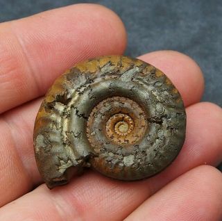 41mm Hildoceras Ammonite Pyrite Mineral Fossil Fossilien Ammoniten France