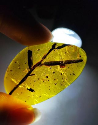 35mm Big Plant Branch With Leaf Burmite Myanmar Amber Insect Fossil Dinosaur Age
