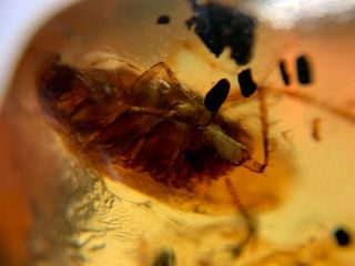 Big Unique Cockroach Burmite Myanmar Burmese Amber Insect Fossil Dinosaur Age