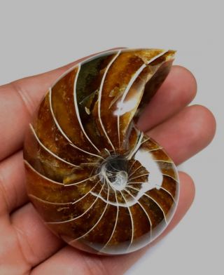 108g Natural Conch Shell Ammonite Fossils Collectible Crysta Minerals Madagascar