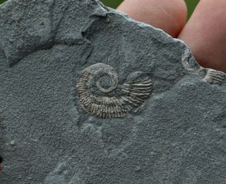 Small Heteromorph Ammonite Fossil Specimen Ancyloceras Aptian Bulgaria A53