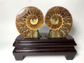 Natural Large Whole Split Ammonite Split Fossils Conch Sea Shell Madagascar,  Base