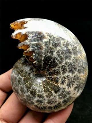 160g Natural Large Conch Shell Ammonite Fossils Collectible Minerals Madagascar