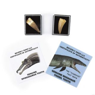 Set Of 2 Authentic Dinosaur Teeth Fossils 1 Mosasaur Tooth And 1 Spinosaurus In