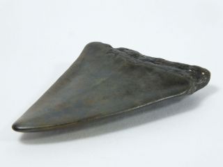 Fossil Mako Shark Tooth Australian: Isurus Hastalis (ea3889) Portland Victoria