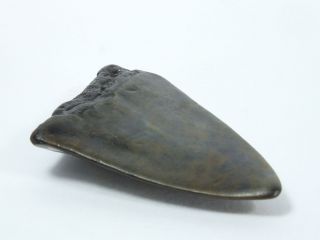 Fossil Mako Shark Tooth Australian: Isurus hastalis (EA3889) Portland Victoria 2