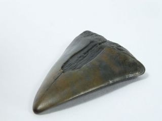 Fossil Mako Shark Tooth Australian: Isurus hastalis (EA3889) Portland Victoria 3