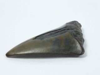 Fossil Mako Shark Tooth Australian: Isurus hastalis (EA3889) Portland Victoria 5