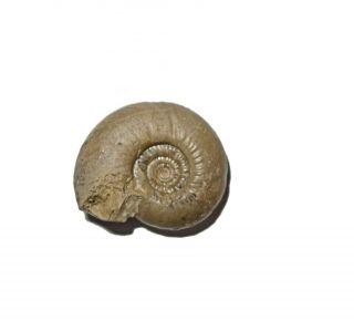 Permian Ammonite Nautiloid Fossil Uraloceras Complanatum From Russia