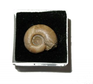 Permian Ammonite Nautiloid fossil Uraloceras complanatum from Russia 3
