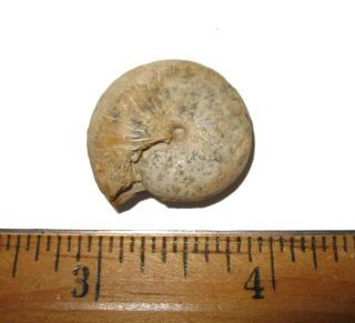 Permian Ammonite Nautiloid Fossil Popanoceras Tschernowi Russia