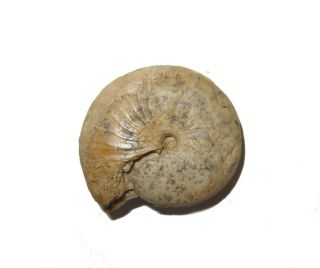 Permian Ammonite Nautiloid fossil Popanoceras tschernowi Russia 2