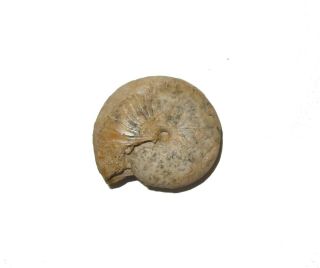 Permian Ammonite Nautiloid fossil Popanoceras tschernowi Russia 4