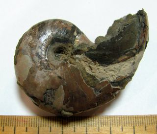 Ammonite Nautilus,  Russia,  2.  2 Inches