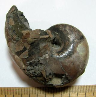 Ammonite Nautilus,  Russia,  2.  2 inches 2