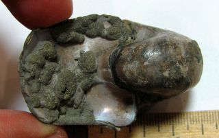 Ammonite Nautilus,  Russia,  2.  2 inches 3